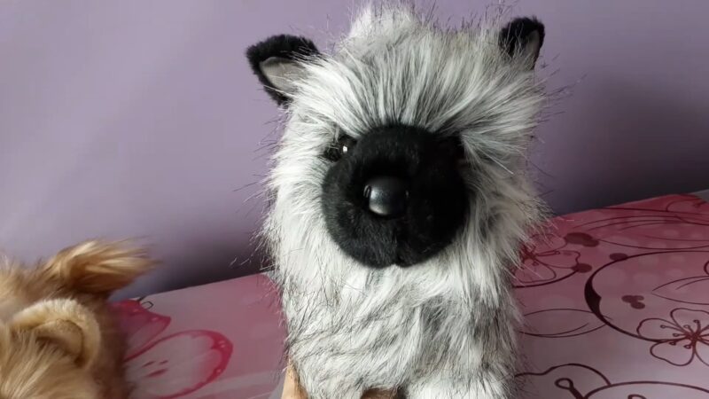 Keeshond peluche