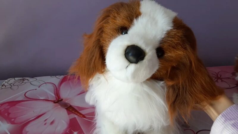 King Charles Cavalier Spaniel