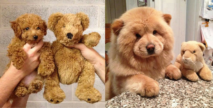 Races de Chiens Qui Ressemblent à des Peluches